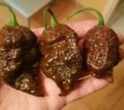 8022 Bhutlah Mustard SLP KanáriSzigetek A Brown Bhutlah SLP színvariációja, olíva-zöldről arany színűre érik.