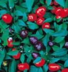 Faj Szárm Jellemzők SHU 8046 Fatalii Red Afrika Nagyon erős, rendkívül jó ízű paprika.