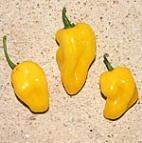 1500 8052 Habanero Black Jamaica Nagyon csípős habanero, ízletes, aromás termés, a Purple