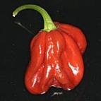 350 000 8053 Habanero Capuchino Rendkívül nagy hozamú Habanero, világosbarnáról sötét