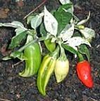 Nagyon csípős, hosszúkás csoki habanero, amely Karib-térség sötétzöldből sötétbarnára érik, ha
