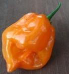 Faj Szárm 8061 Habanero Hot Lemon KanáriSzigetek 8062 Habanero Long Red A hosszúkás termés