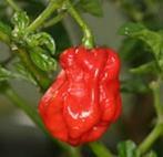 300 000-400 000 8063 Habanero Peach A növény kb. 50 cm magasra nő, magas hozamú.