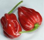 150 000-325 000 8064 Habanero Red Dominica Dominika Nagy, sötétpiros paprika, igazi
