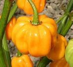 150 000-325 000 8065 Habanero Surinam Red Suriname Rendkívül erős Habanero változat