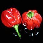 Nem túl erős, vastag húsú paprika.
