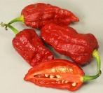 0 8082 Naga Improved Anglia A Naga Morich fejlesztett változata, magasabb hozam, nagyobb