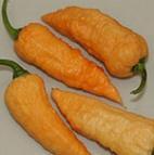 8085 Naga Peach Bengal 8086 Naga White Rendkívül erős, halványsárgára érő terméket, a Naga