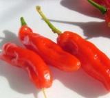 fogyasztva is isteni. Azt mondják, a Olaszország legédesebb paprika, kesenyés utóíz nélkül.