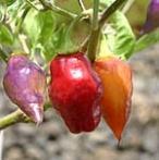 4000-8000 Jalapeno nagy, vastag húsú termésekkel. Enyhén csíp.