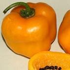 Minden díszchili termése ehető!