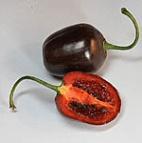 8101 Scarlet Lantern Peru Peru Nagyon csípős paprika, a termés eleinte élénk lila, majd világos