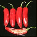 Ssz Fajta 8106 Scotch Bonnet Jamaican TFM Kép Faj Szárm Jellemzők SHU Amerika Nagy és