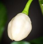 250 000-300 000 A MOA Scotch Bonnet nagyobb, pirosra érő változata.