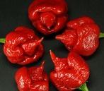 Serrano Hagyományos mexikói salsa-chili. Jól teleltethető, nagyon magasra növő növény.
