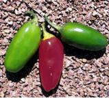 0 8112 Tabasco frutescen c A vilgáhírű szósz készítéséhez használt paprika.