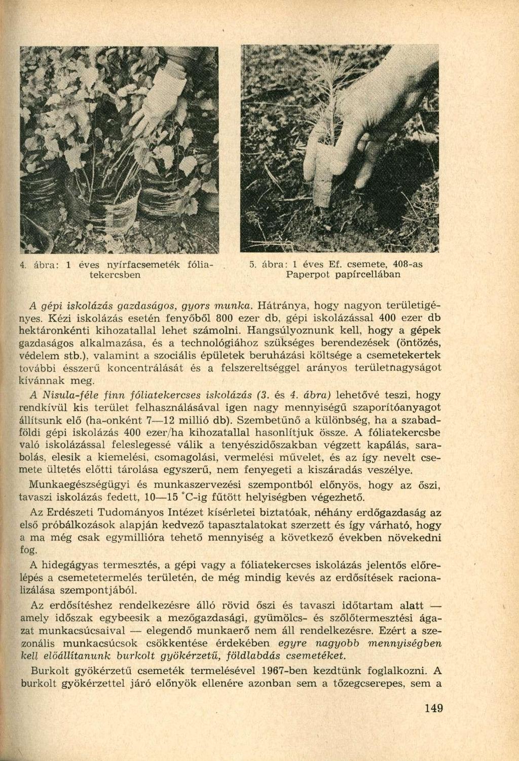 4. ábra: 1 éves nyírfacsemeték fóliatekercsben 5. ábra: 1 éves Ef. csemete, 408-as Paperpot papírcellában A gépi iskolázás gazdaságos, gyors munka. Hátránya, hogy nagyon területigényes.