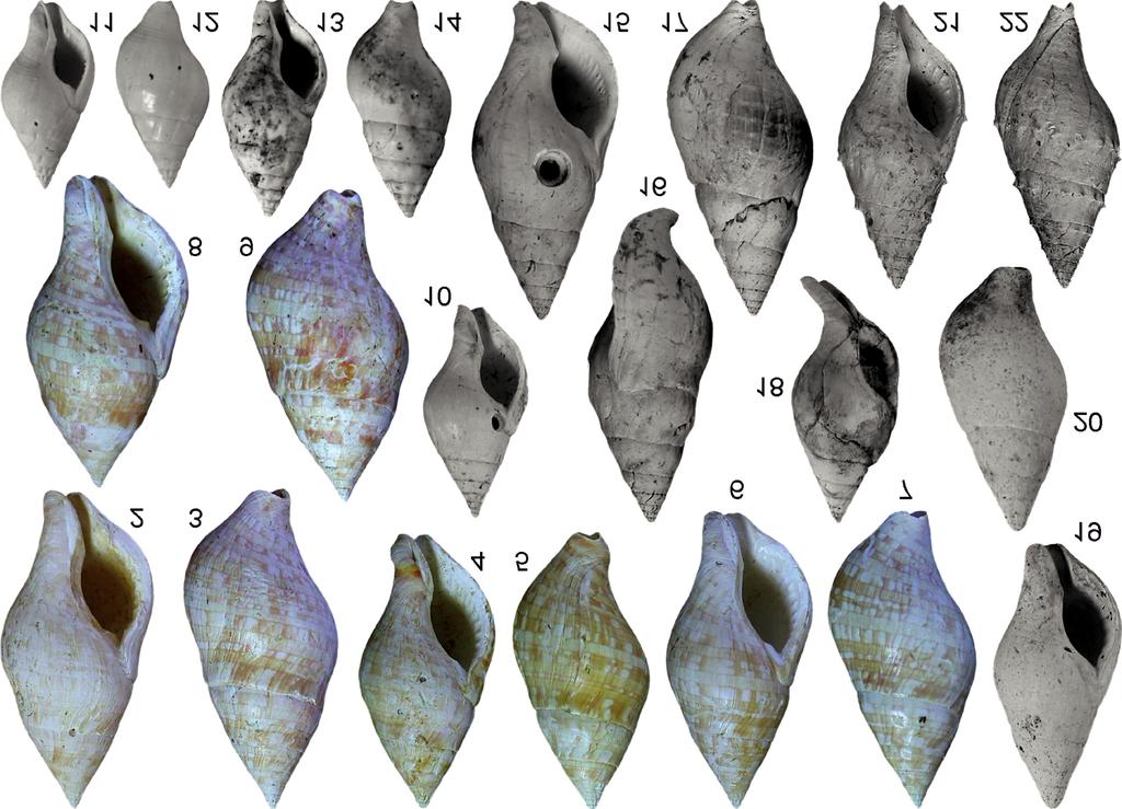 KOVÁCS, Z.: New records of genus Euthria (Mollusca, Buccinidae) in the Miocene Paratethys 182 Figures 2 22. Different Euthria species from Hungarian Lower Badenian localities Figures 2 9.