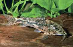 A projektbe bevont fajok: Scleromystax barbatus (Quoy & Gaimard, 1824) Scleromystax barbatus nőstény A faj Brazíliában honos; Sao Paulo, Paraná, Santa Catarina és Rio de Janeiro tartományokban.