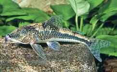 Scleromystax barbatus hím Scleromystax kronei (Nijssen & Isbrücker, 1980) mind az akvárium berendezését, mind a vízkémiai tényezőket nézve.