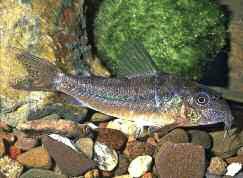 Nevét magas hátúszójáról kapta, Regan már 1913-as leírásában (akkor még a Corydoras genusba sorolva) rokonítja a S. kronei fajjal.