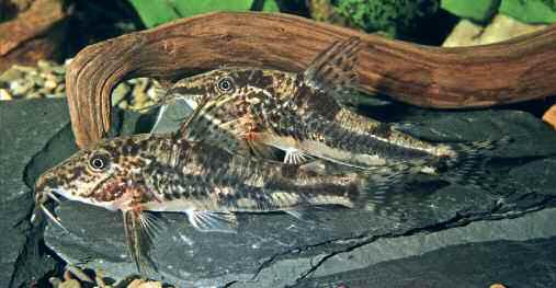 Scleromystax sp. C112 Ez a veszélyeztetett faj kizárólag Sao Paulo tartományban fordul elő.