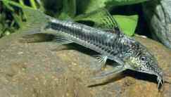 Scleromystax sp. C113 Scleromystax sp. C113 Szintén veszélyeztetett, még leíratlan fajról van szó, mely Bahia tartomány feketevizű folyóiban fordul elő.