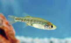 polylepis).