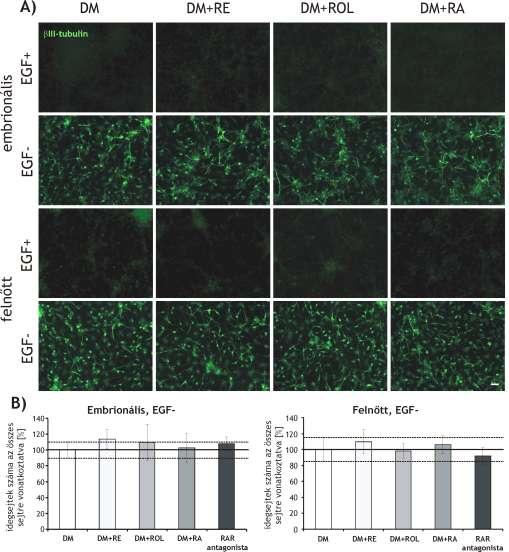 41. ábra: Retinoidok hatása a radiális gliasejtekre. A: Retinoidokkal kezelt embrionális és felnőtt eredetű radiális glia klónok indukciójának 6. napja, idegsejtek festése βiiitubulinnal (zöld).