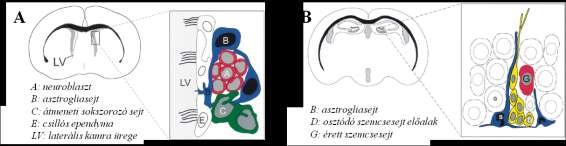 differenciálódni (Reynolds és Weiss, 1992). A neurogenezis tehát a posztnatális időszakban is folytatódik.