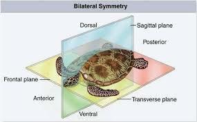 A fejlettebb kétoldali (bilaterális) szimmetria esetén csak egy sík alakul ki, amely két közel azonos félre osztja a testet.