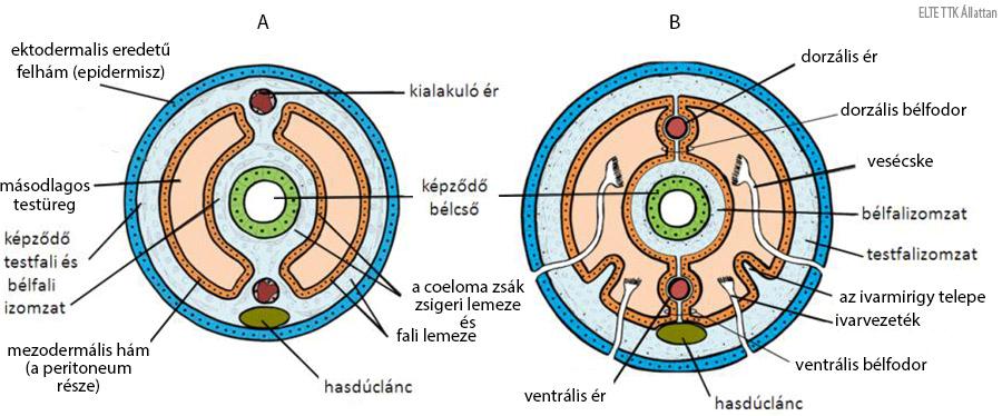 A) A mezoderma és a benne lévő másodlagos testüreg már kitöltötte a blastocoel terét.