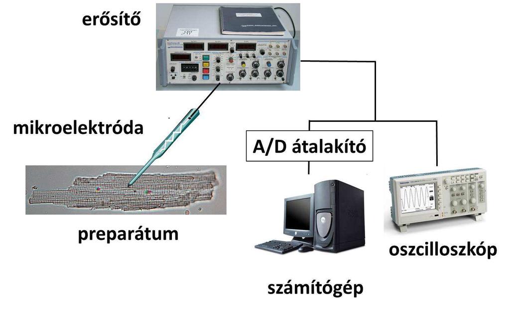Hagyományos feszültség-clamp mérések A feszültség-clamp és akciós potenciál feszültség-clamp mérésekhez 1,5-2,5 MΩ ellenállású boroszilikát mikroelektródákat használtunk.