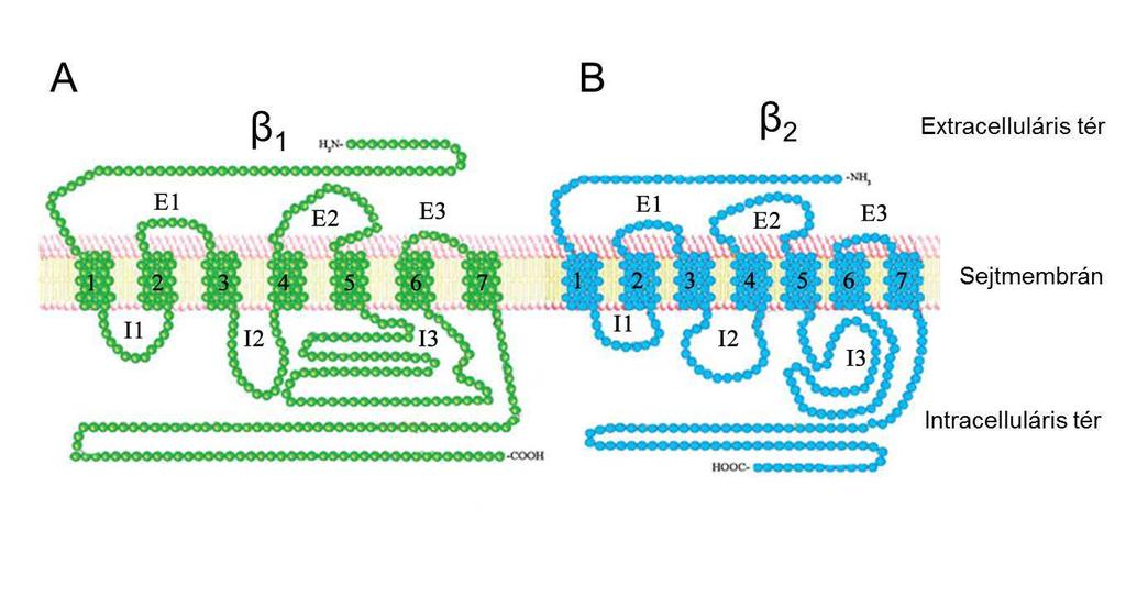 1. ábra: A humán β-adrenerg receptorok szerkezete. A: β 1 adrenerg receptor szerkezete. B: β 2 adrenerg receptor szerkezete.