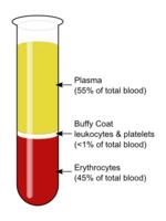 A vér komponensei centrifugálást követően ~ 5 liter Szérum =