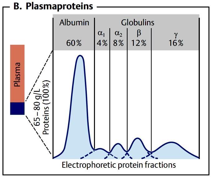 A vérplazma proteinjei - szintézis: máj, fehérvérsejtek, endothel, bélhámsejt (60-80 g/l) - funkció: onkotikus nyomás,