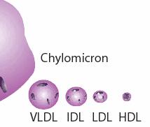 proteintartalom nő Chylomicron: bélből felszívódó forma HDL ( jó koleszterin): máj szintetizálja, koleszterint vesz fel az