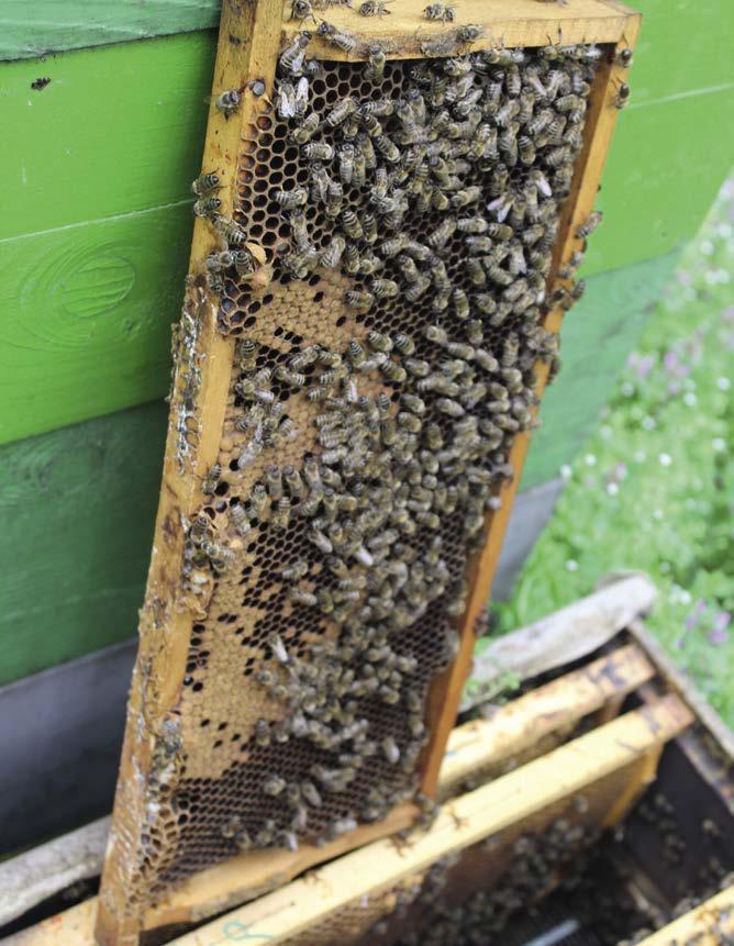 csökkenése ugyanakkor nem csupán a hatóanyagok bomlására vezethető vissza, hanem a növényállomány gyors