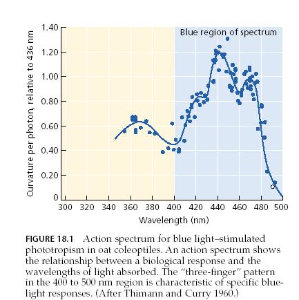 A kék fény receptorai:kriptokrómok zavaró, hogy a fitokrómok szintén abszorbeálnak kék tartományban!!! 1.Kriptokróm-1 (CRY1) mikrobiális DNS-fotoliázhoz hasonló 2.