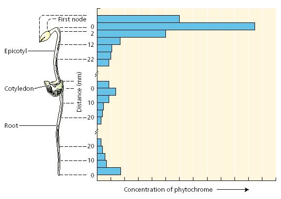 A fitokrómok lokalizációja a sejtekben és a szövetekben A fitokrómokat a szövetekben spektrofotometriásan lehet kimutatni.
