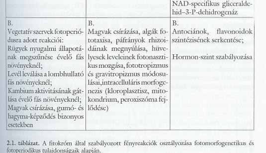 elı nagy mennyiségben, ahol a mrns a legnagyobb mennyiségben van jelen és a prométerek legaktívabbak.