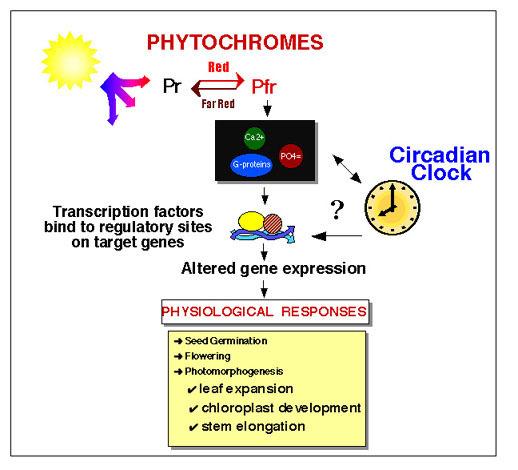 szabályozott szignál átviteli folyamatok A reakciók megkülönböztetése: 1) Fotomorfogenetikus 2) Fotoperiódikus hatások alapján és a 3) Az indukcióhoz szükséges vörös fény