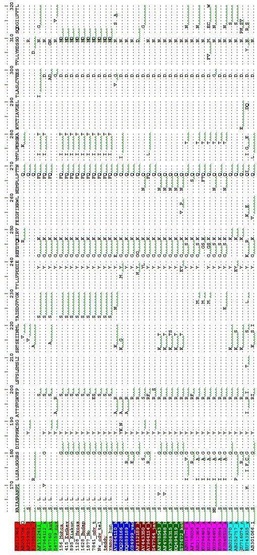 6. ábra: A szopornyica vírus H gén aminosav