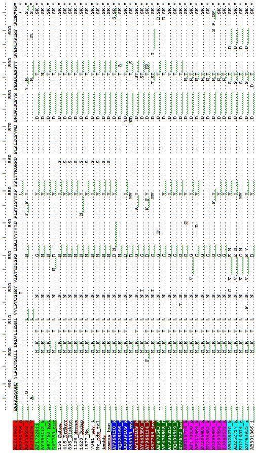 8. ábra: A szopornyica vírus H gén aminosav