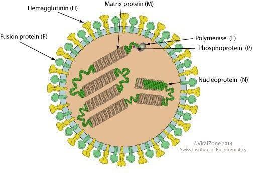 Az M fehérje a vírus fő strukturális eleme, és fontos a morphogenesis kialakításában (Mahy és Regenmortel, 2008). Szerepet játszik a gazdasejtbe történő belépés során (Pardo és mtsai, 2005).