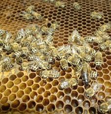 A méhészetek létfontosságú szerepet töltenek be az ökológiai egyensúly fenntartásában.