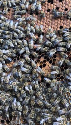 A pannon méh genetikai tisztaságának védelme Jelenleg az egyetlen elismert és tenyészthető méhfajta Magyarországon a pannon méh (Apis mellifera carnica pannonica), tenyésztése ellenőrzött és