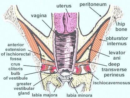 FRONTALIS