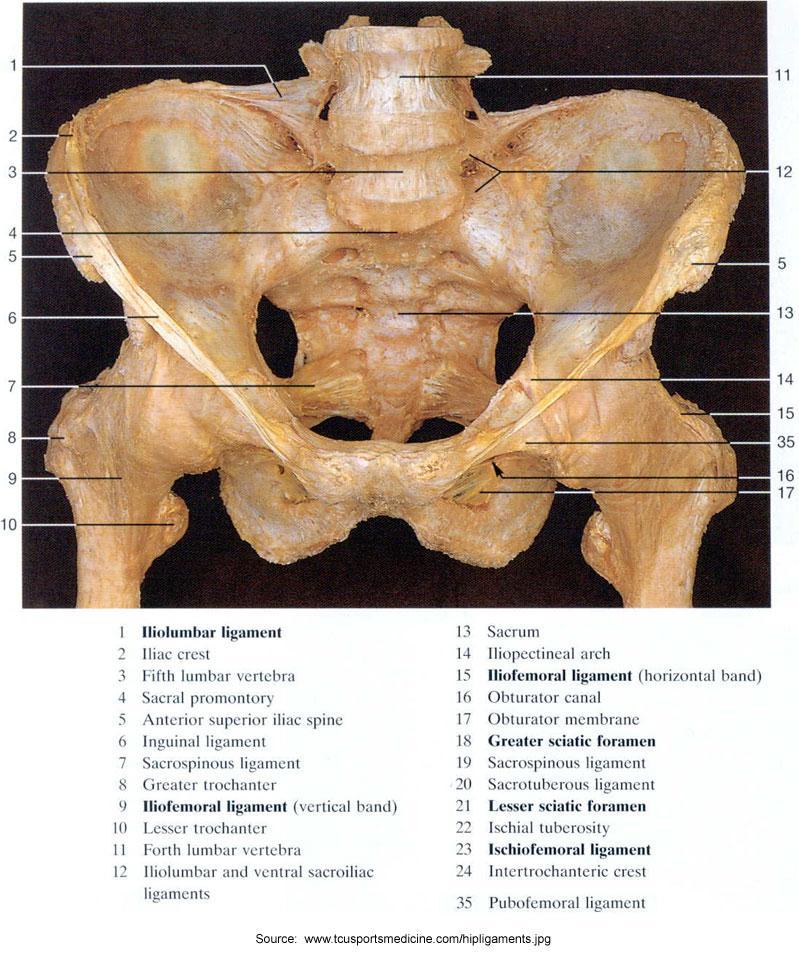 A MEDENCE EGÉSZBEN pelvis major pelvis minor pelvis major (nagymedence)