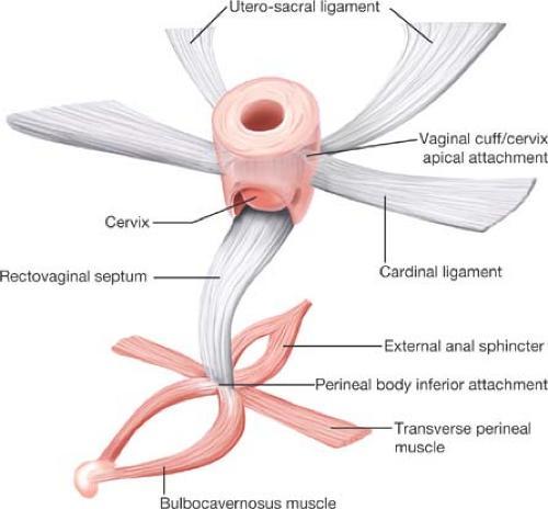 UTERUS
